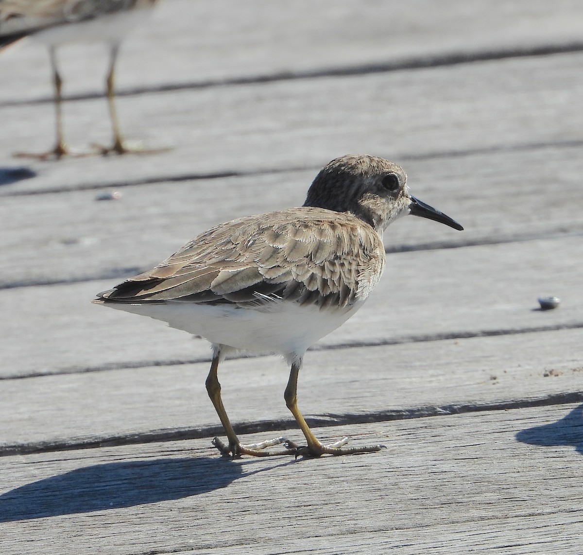 Least Sandpiper - ML645575132