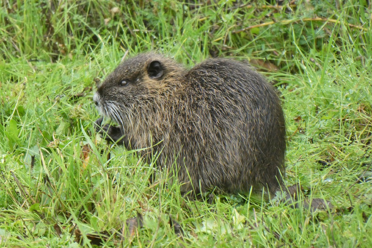 Muskrat - ML645575138