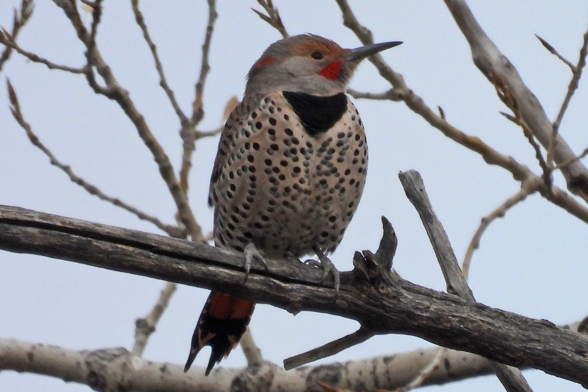 Northern Flicker (Yellow-shafted x Red-shafted) - ML645575160