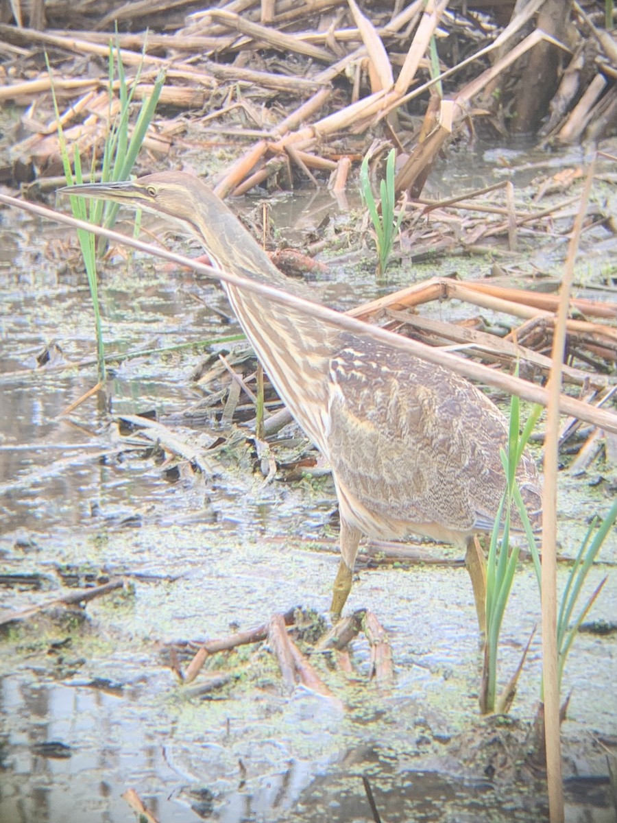 Бугай американський - ML645575166