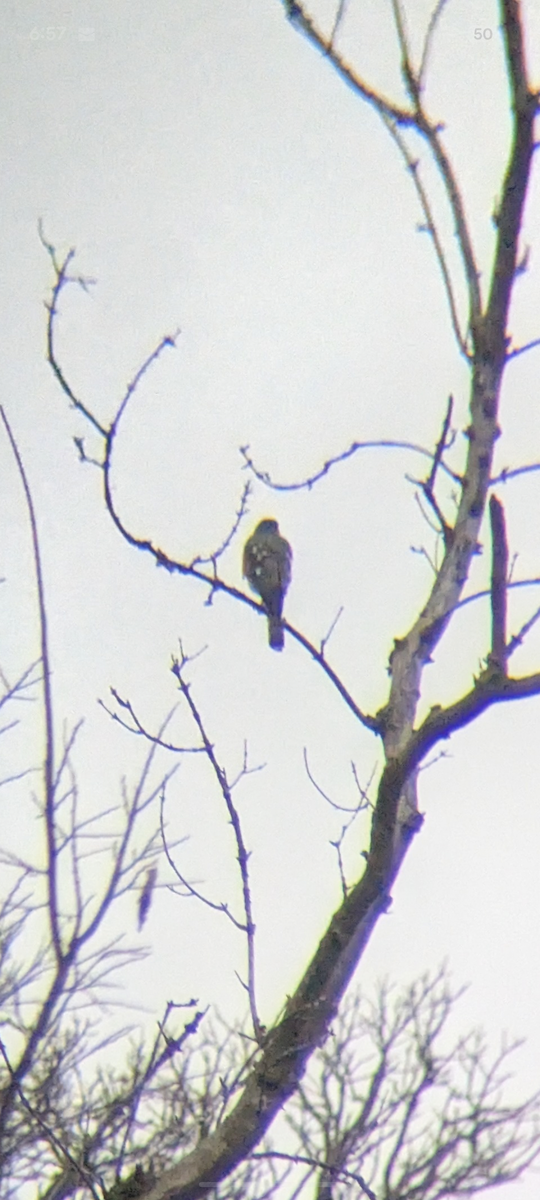 Sharp-shinned Hawk - ML645575174