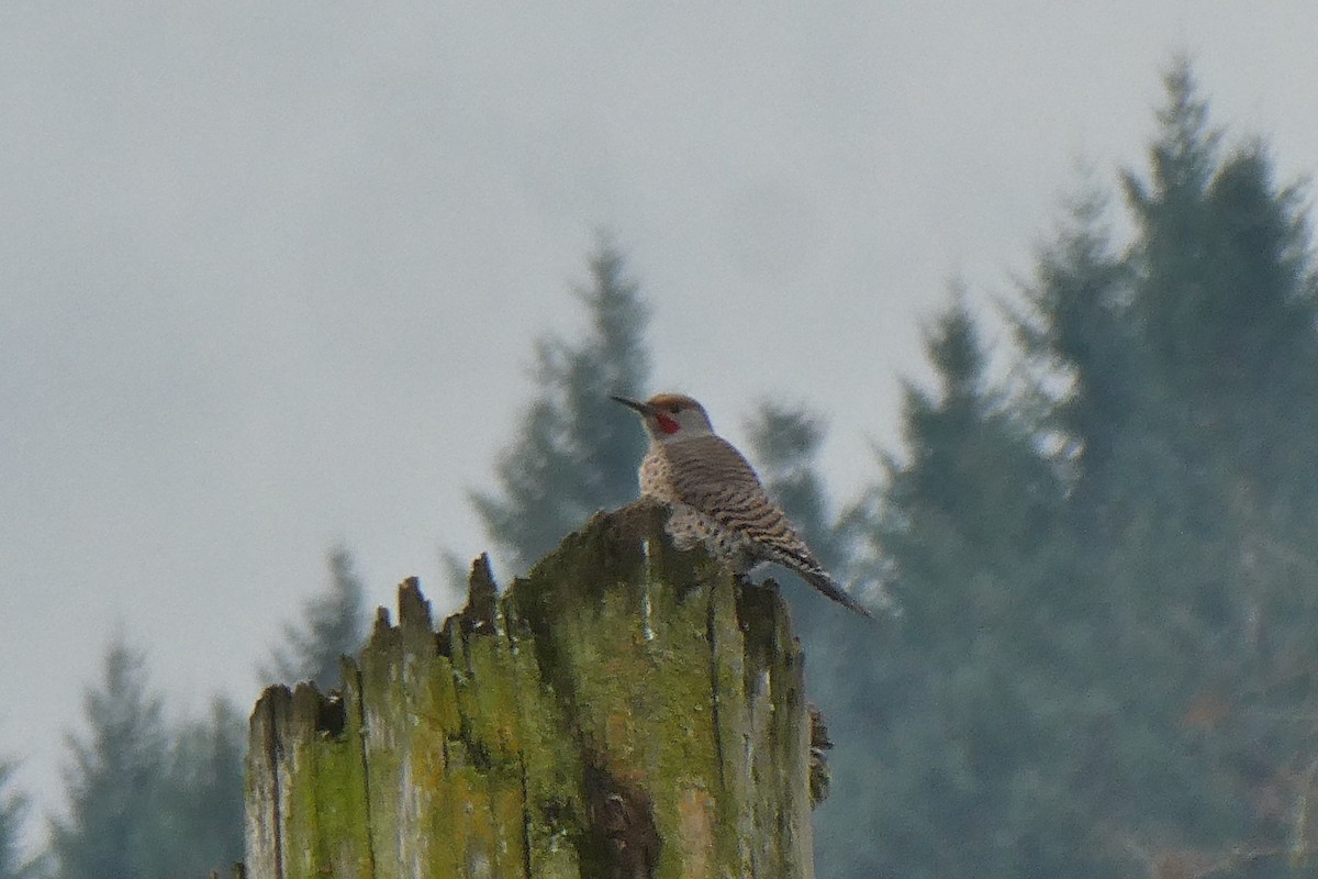 Northern Flicker (Red-shafted) - ML645575182