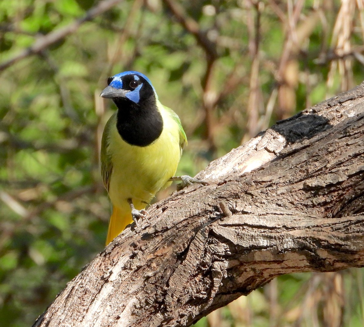 Geai vert - ML645575184