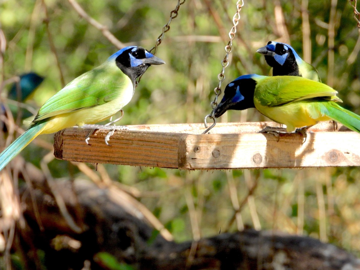 Geai vert - ML645575188