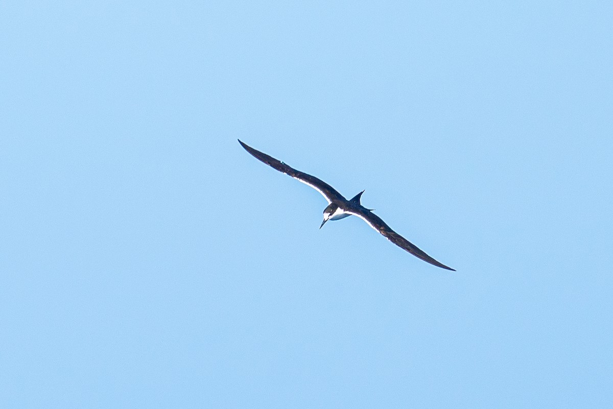 Sooty Tern - ML645575197