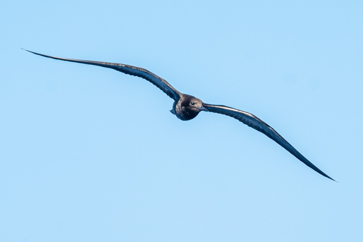Sooty Tern - ML645575198