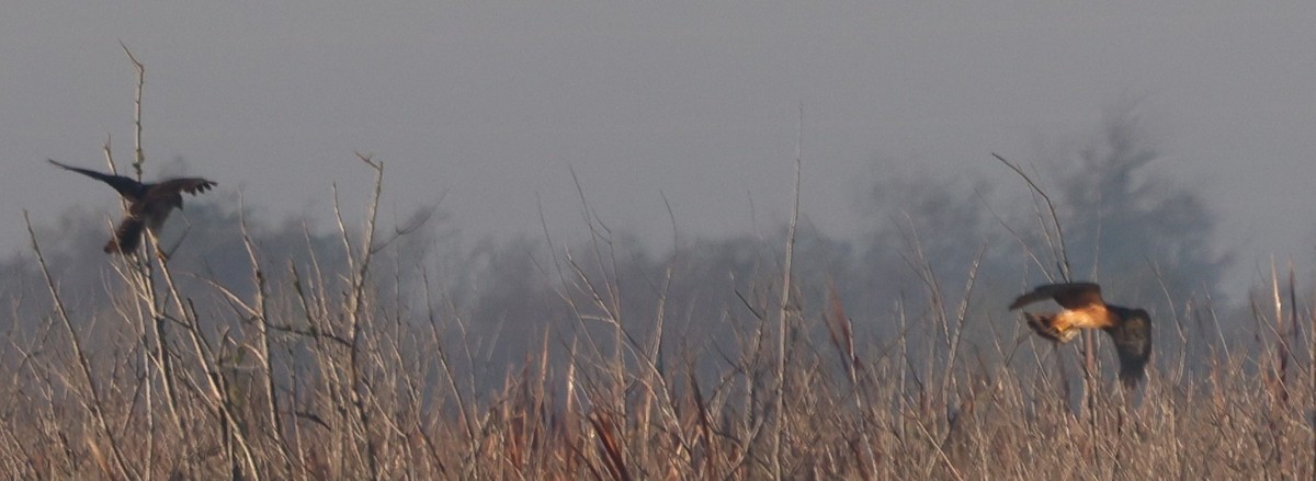 Mirotz zuri iparramerikarra - ML645575202