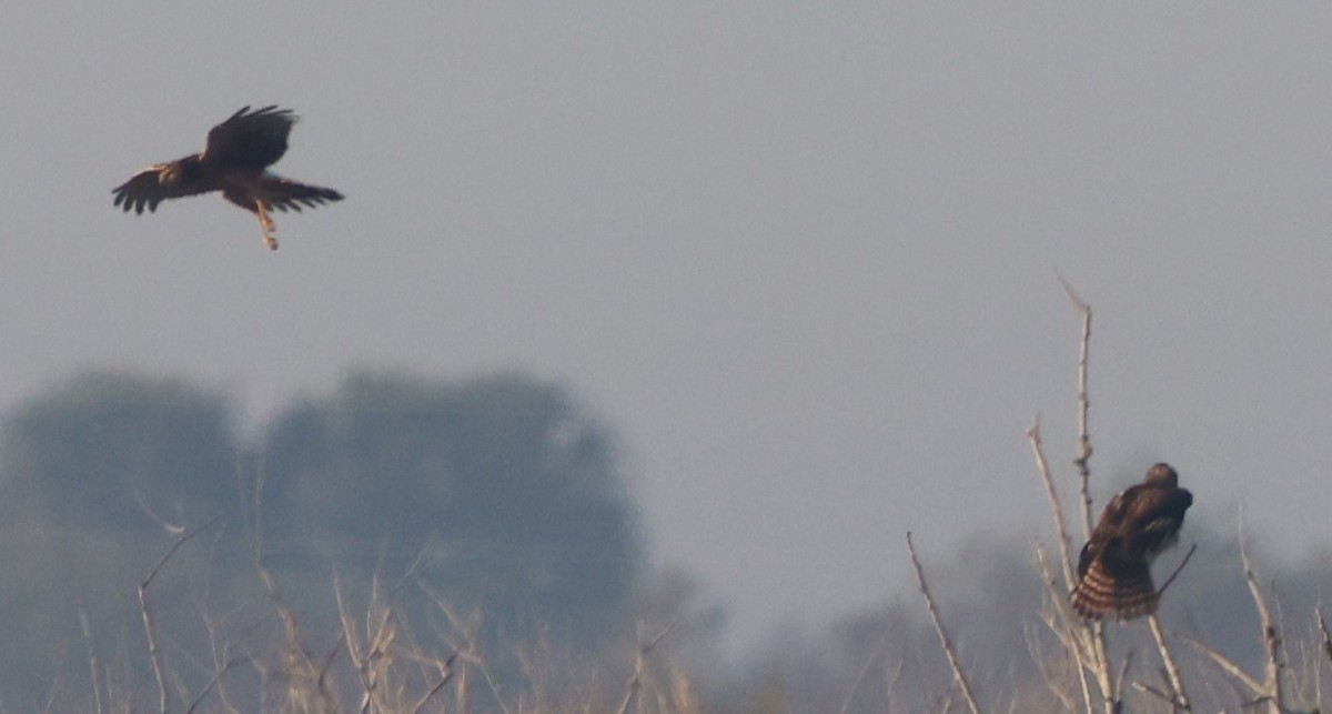 Mirotz zuri iparramerikarra - ML645575203