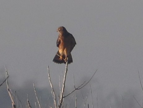 Mirotz zuri iparramerikarra - ML645575204