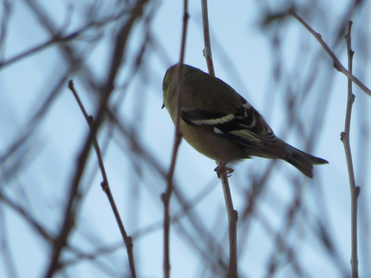 American Goldfinch - ML645575216