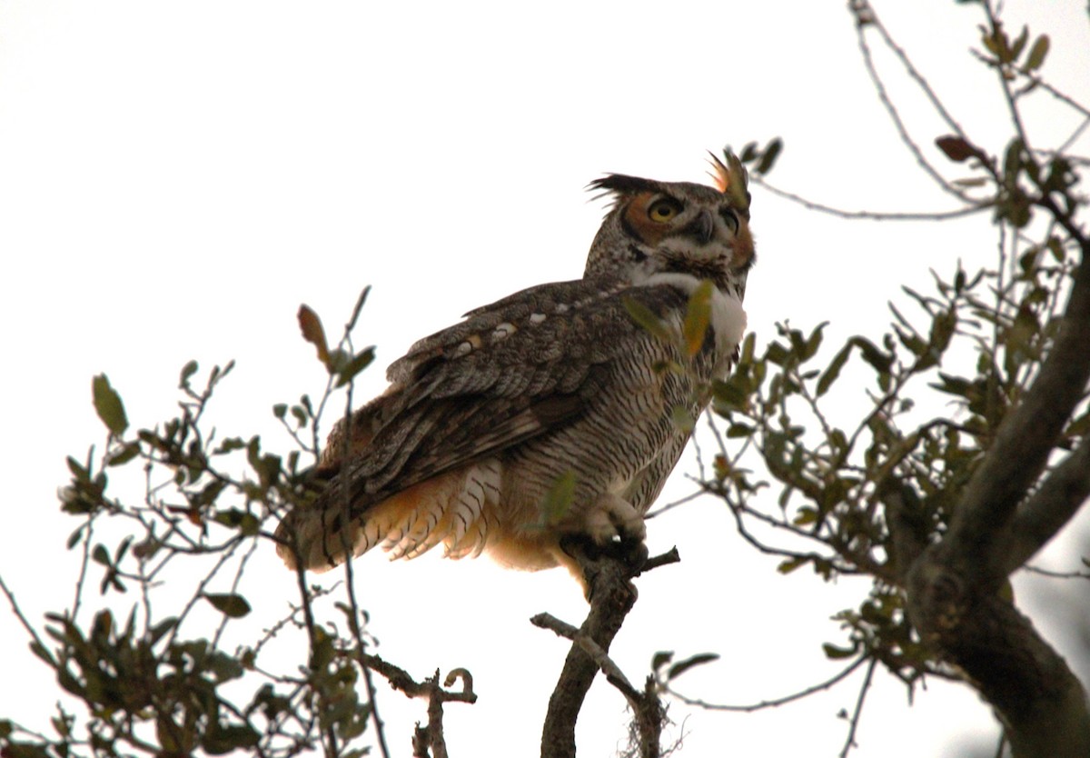 Great Horned Owl - ML645575217