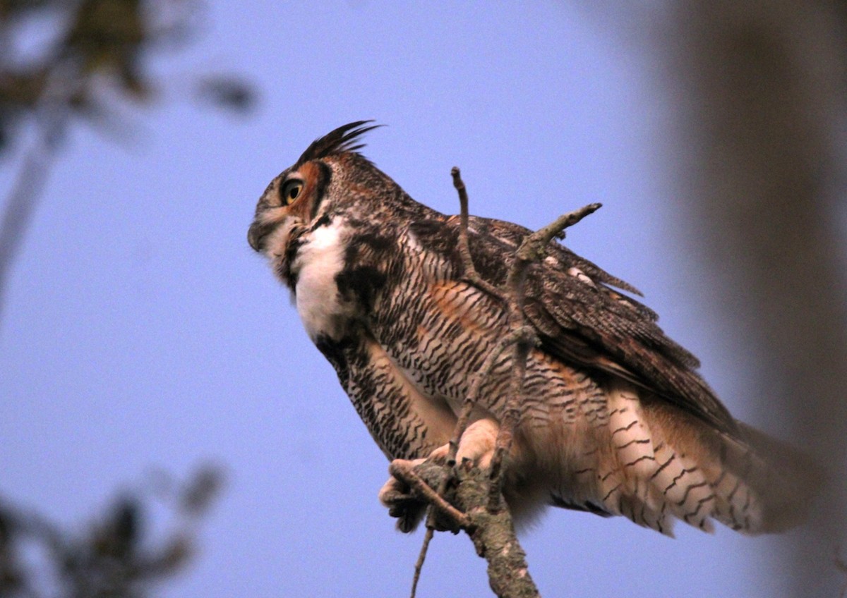 Great Horned Owl - ML645575218