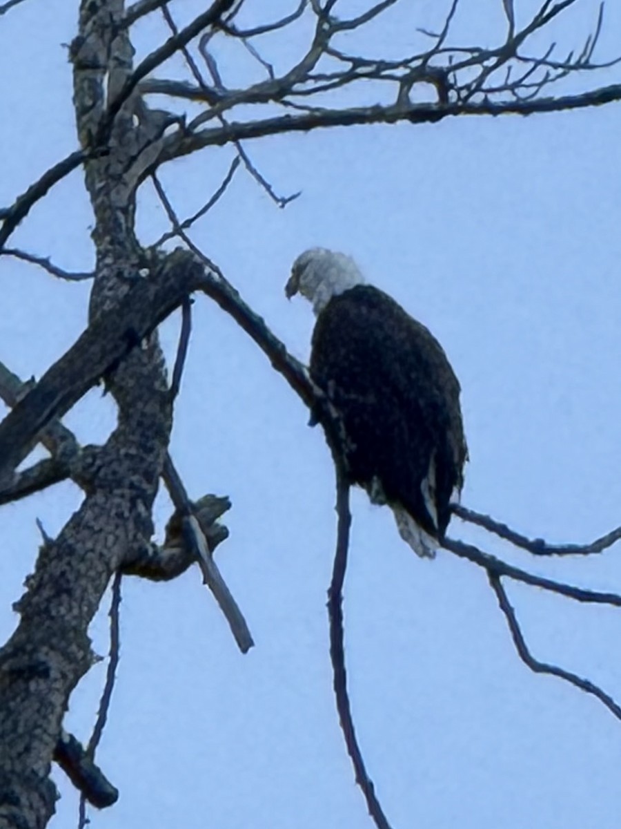 Pygargue à tête blanche - ML645575233