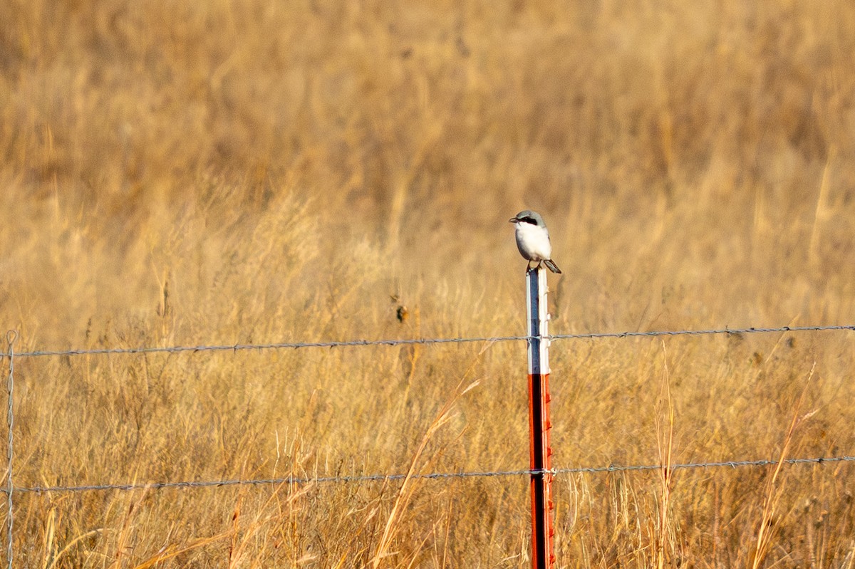 Loggerhead Shrike - ML645575234