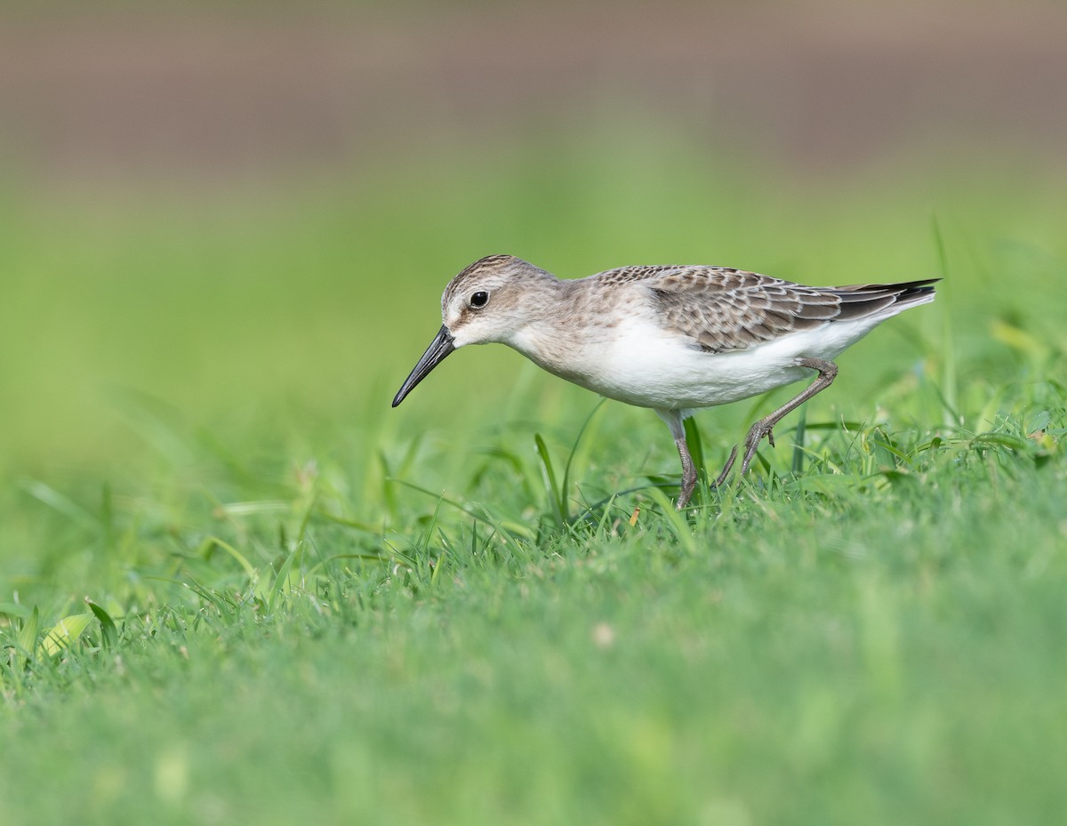 ヒメハマシギ - ML645575270