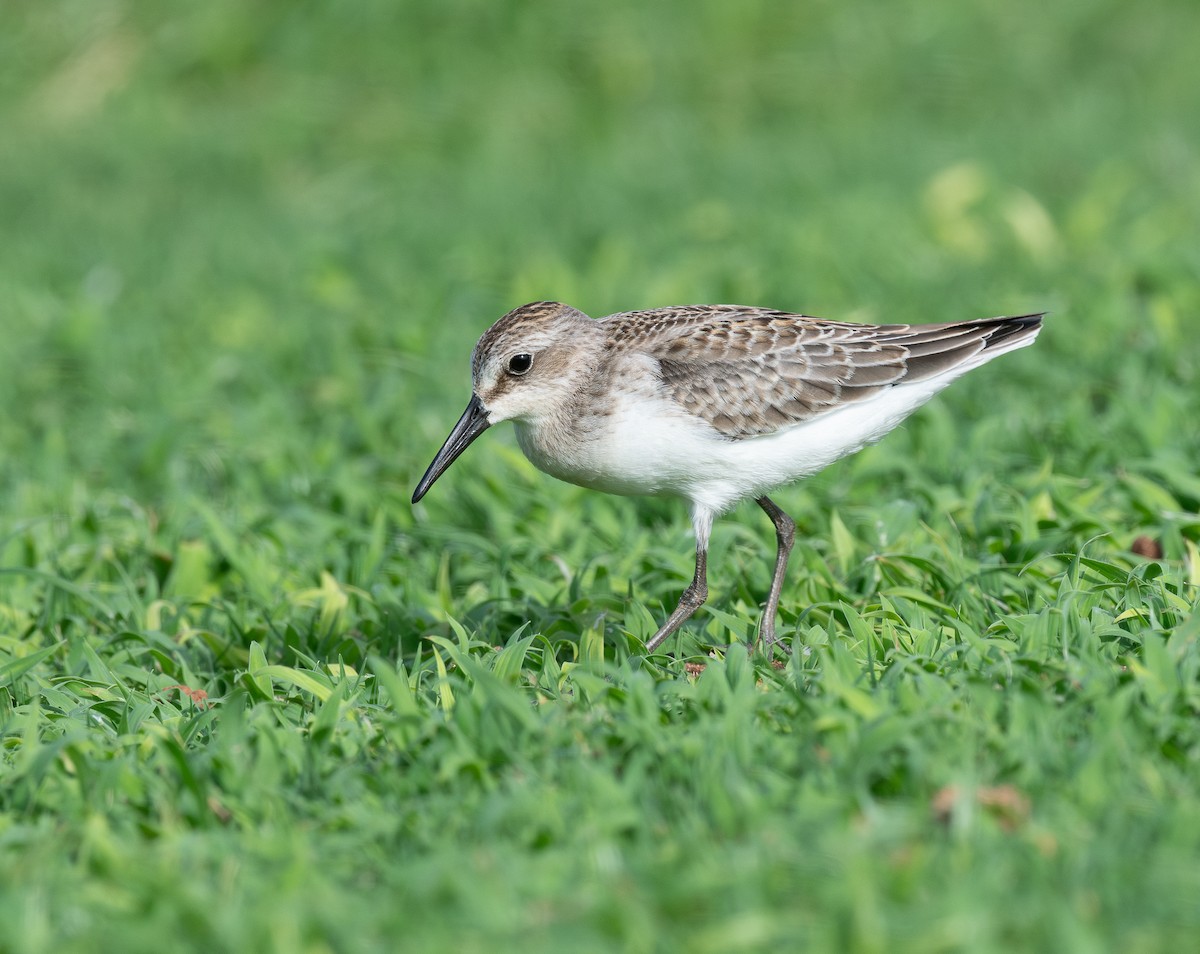 ヒメハマシギ - ML645575271