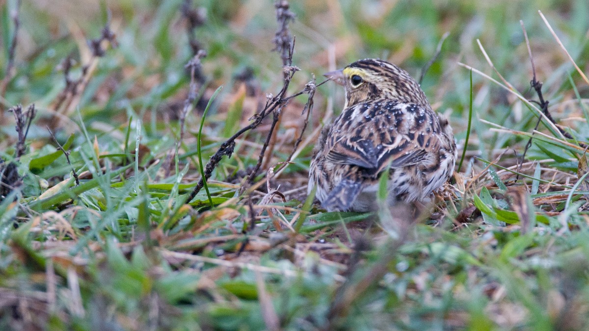 Savannah Sparrow - ML645575273