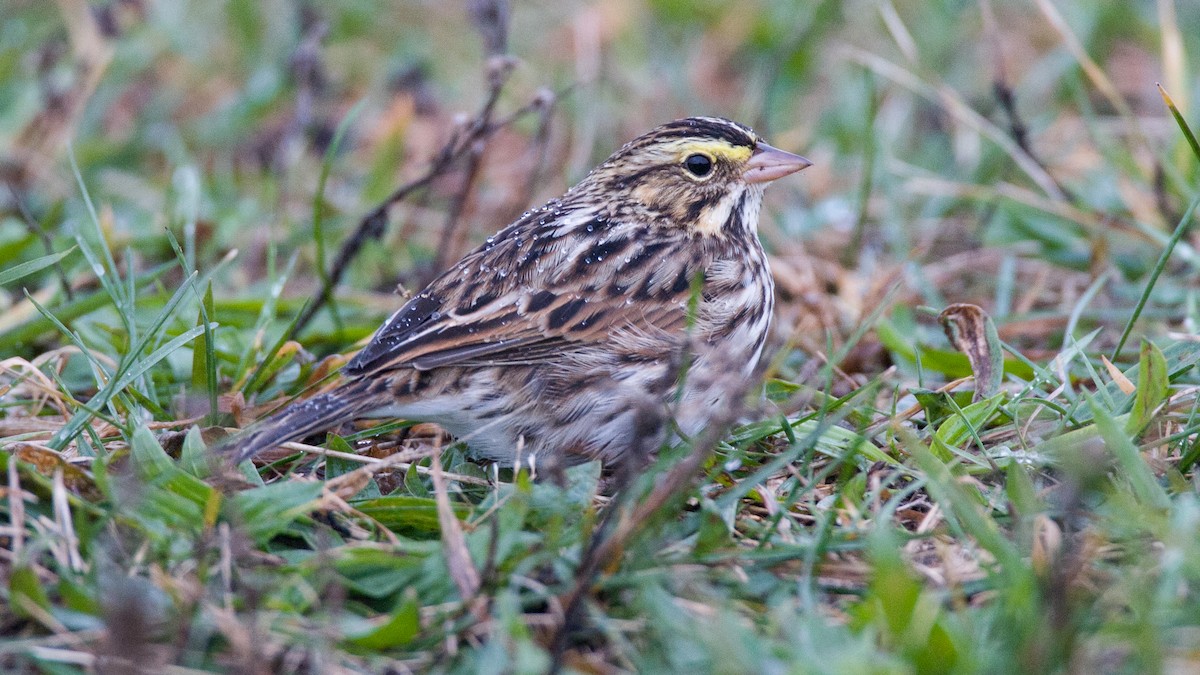 Savannah Sparrow - ML645575274