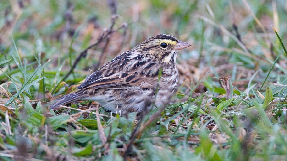 Savannah Sparrow - ML645575275
