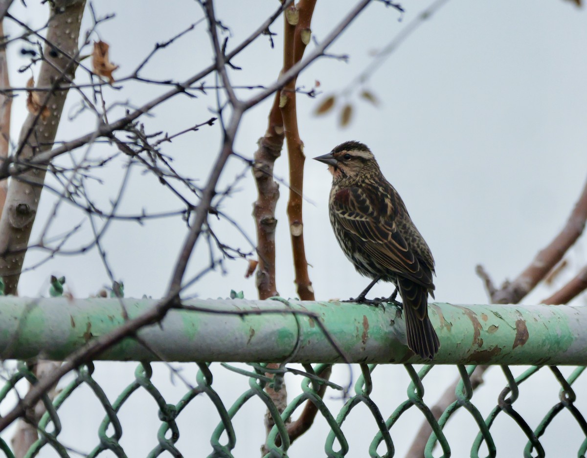 Red-winged Blackbird - ML645575276