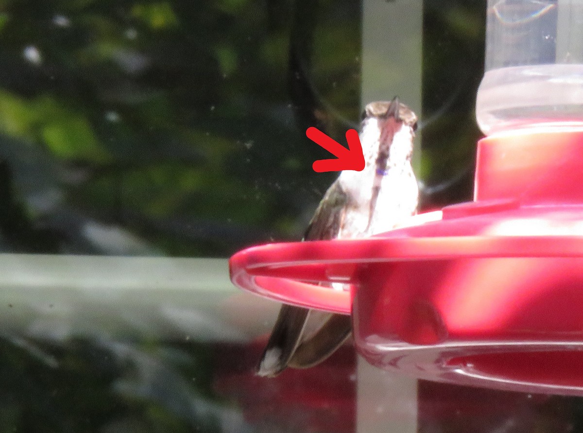 Black-chinned Hummingbird - ML645575278