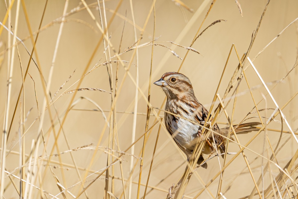 Song Sparrow - ML645575283