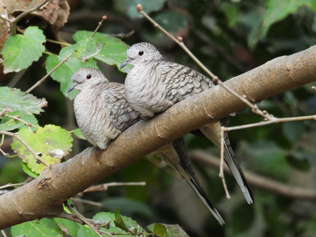 Inca Dove - ML645575284