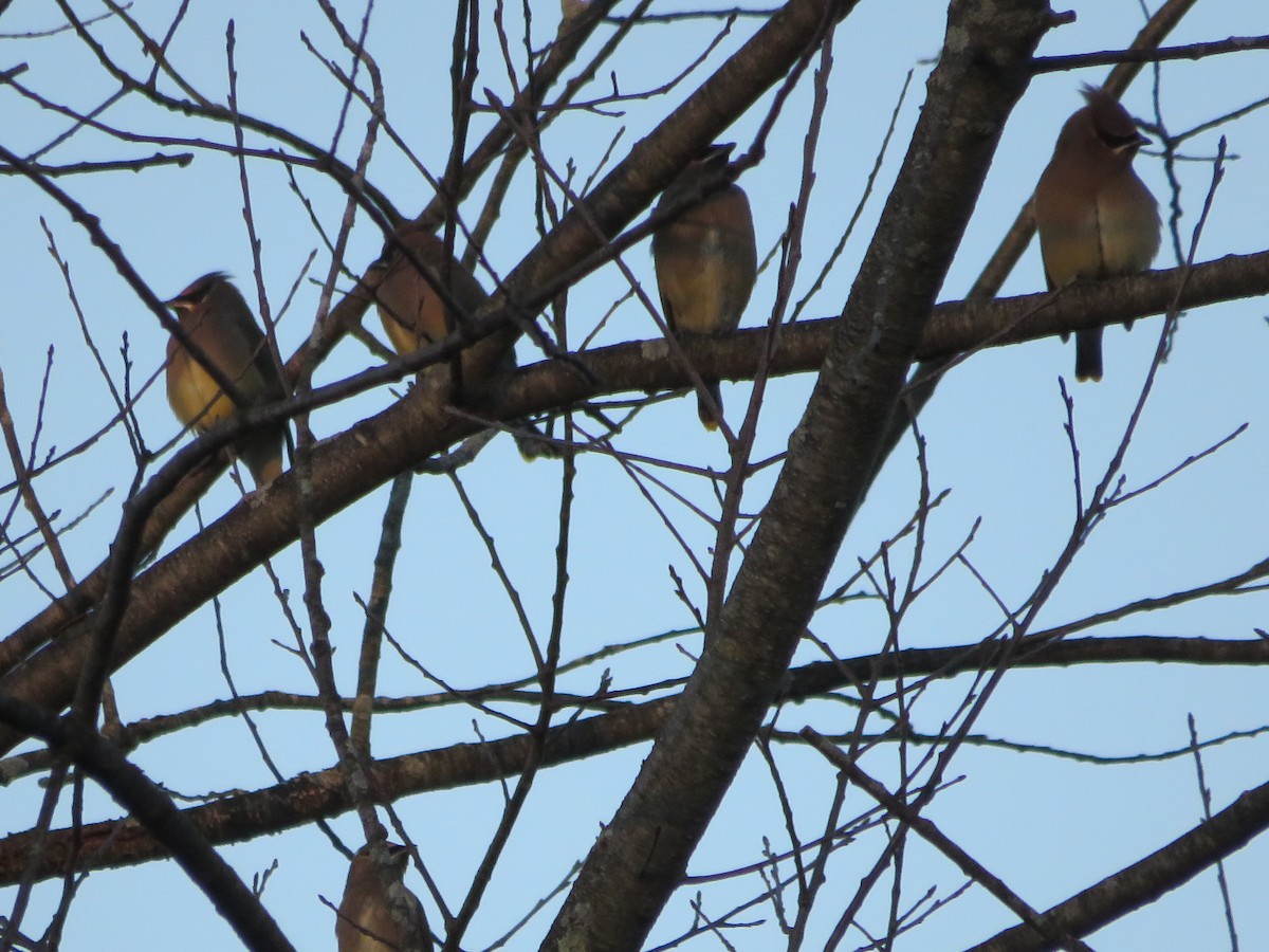 Cedar Waxwing - ML645575289