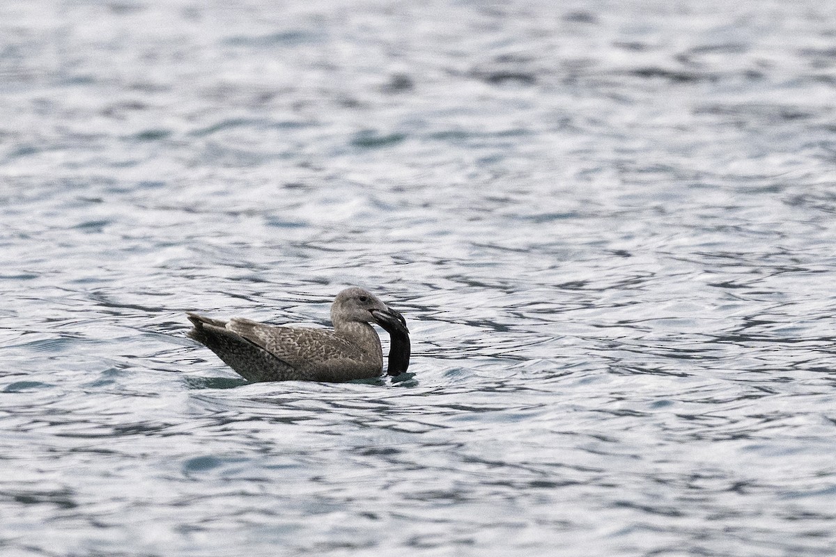 Glaucous-winged Gull - ML645575291