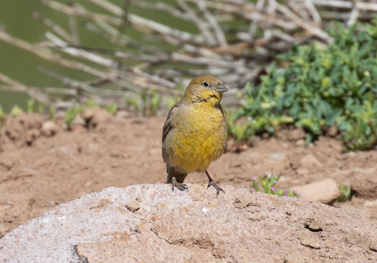 Greater Yellow-Finch - ML645575292