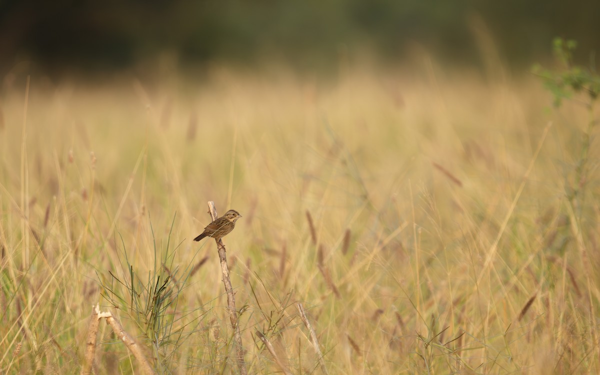 Lincoln's Sparrow - ML645575297