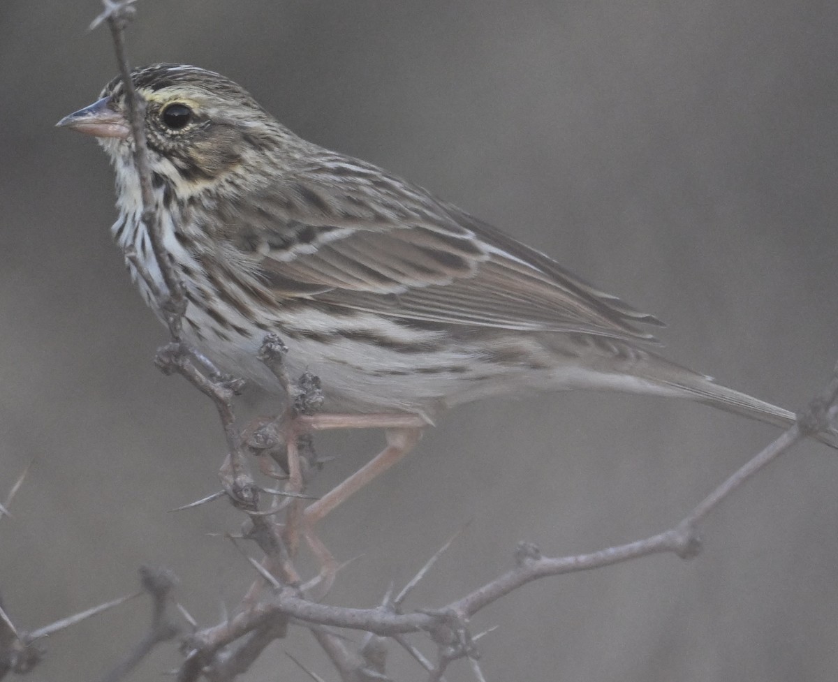 Savannah Sparrow - ML645575301