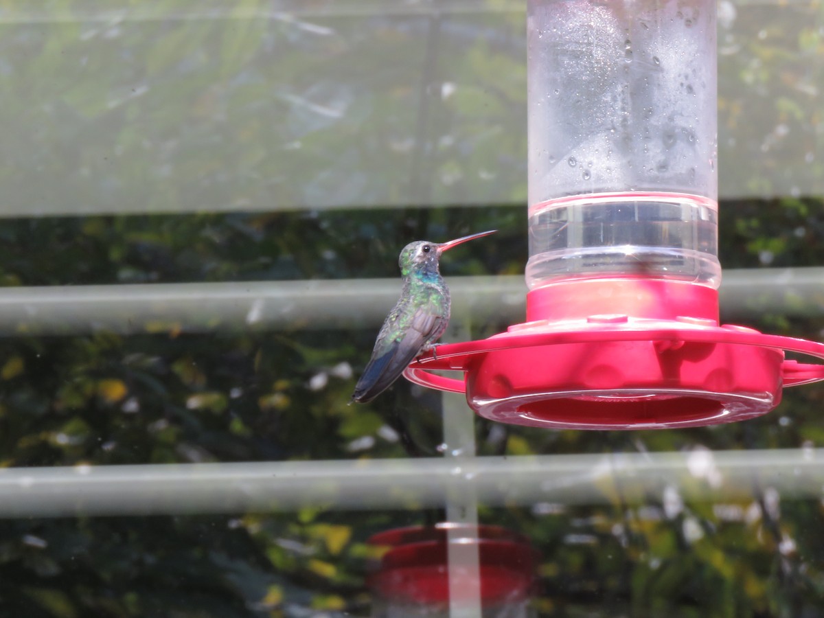 Broad-billed Hummingbird - ML645575303
