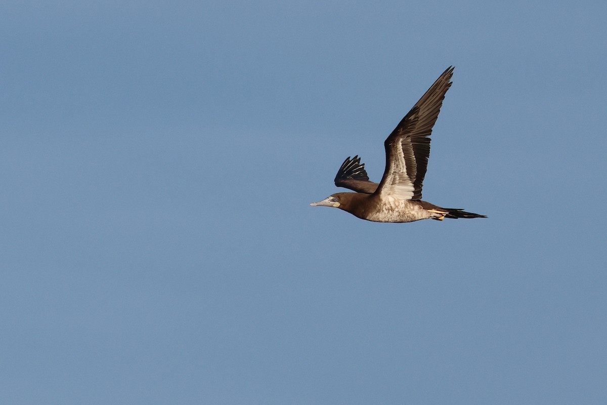 terej žlutonohý - ML645575304