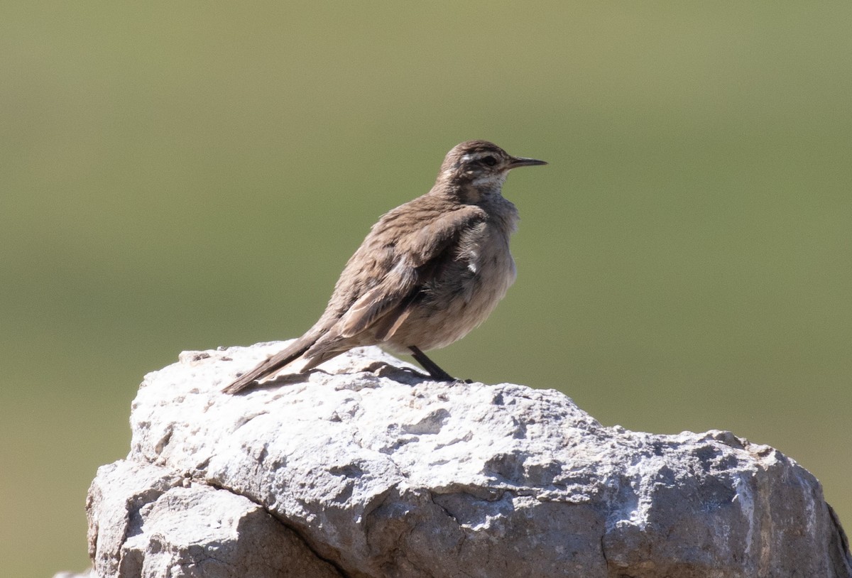 Buff-winged Cinclodes - ML645575305