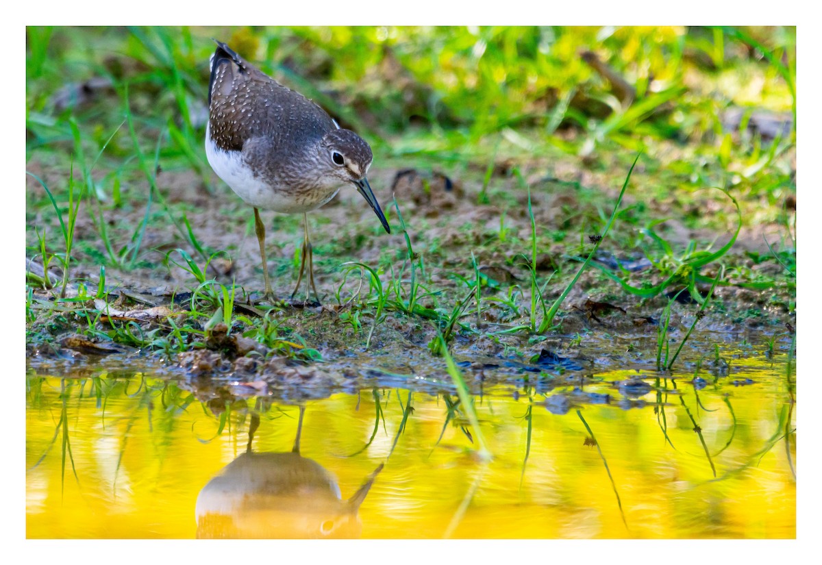 Solitary Sandpiper - ML645575309