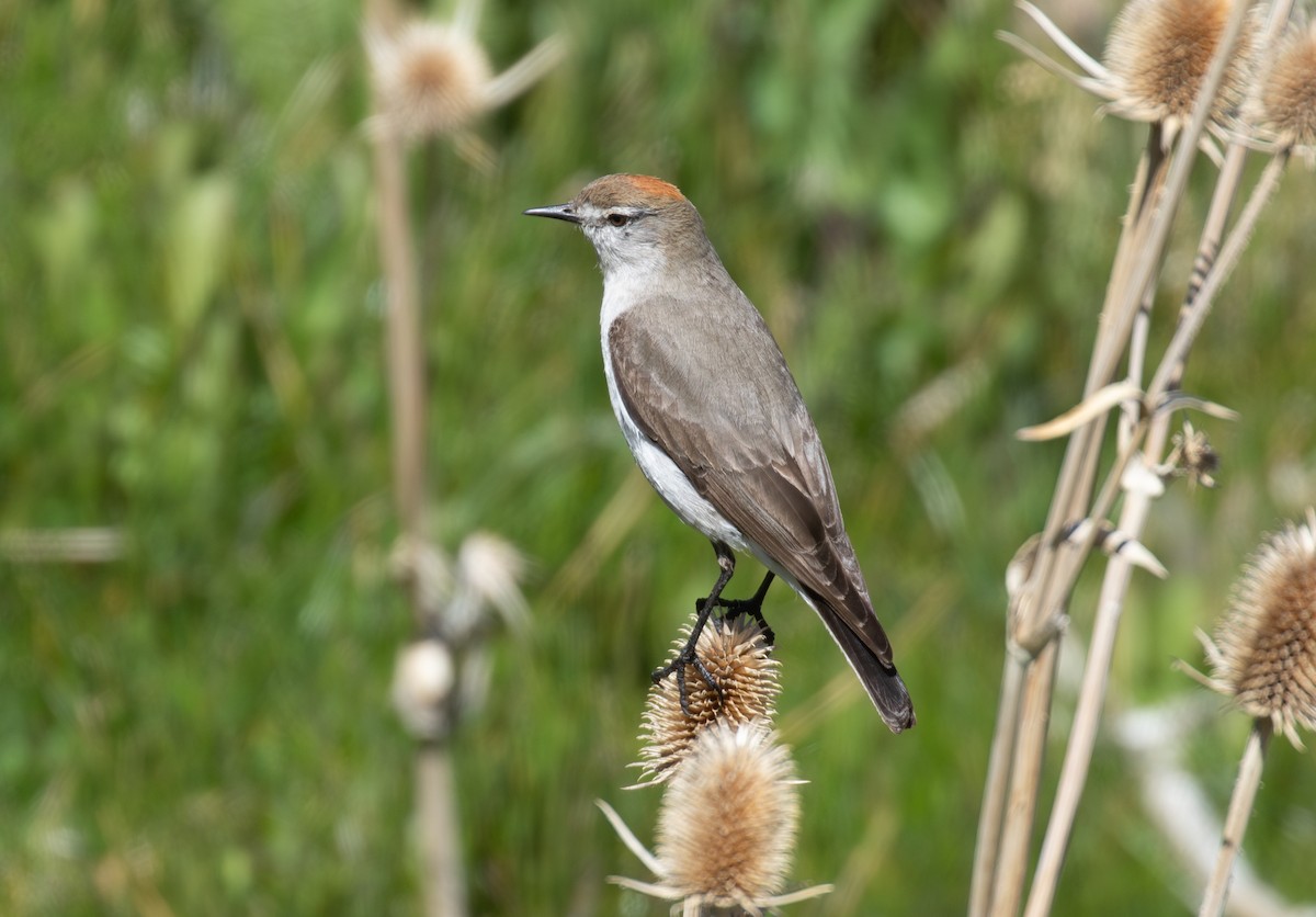 White-browed Ground-Tyrant - ML645575312