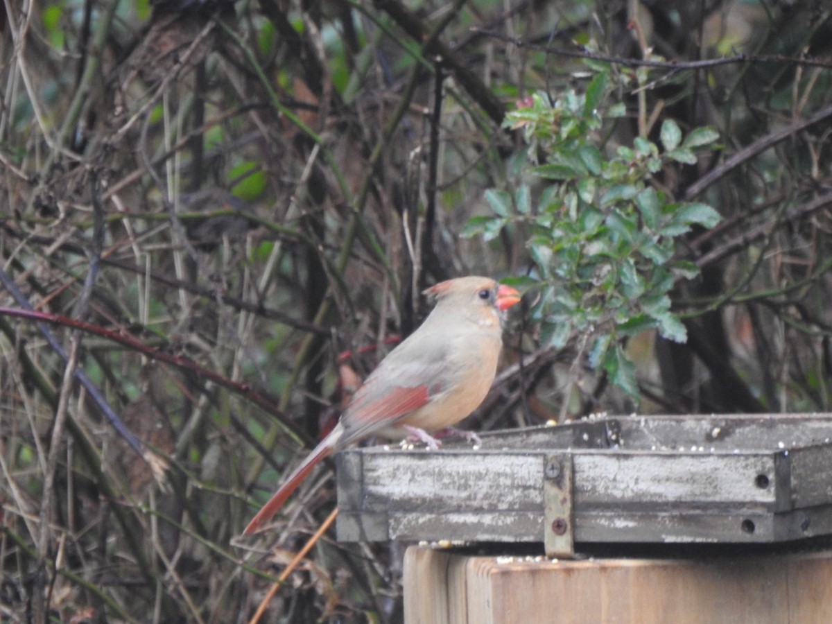 Красный кардинал - ML645575313