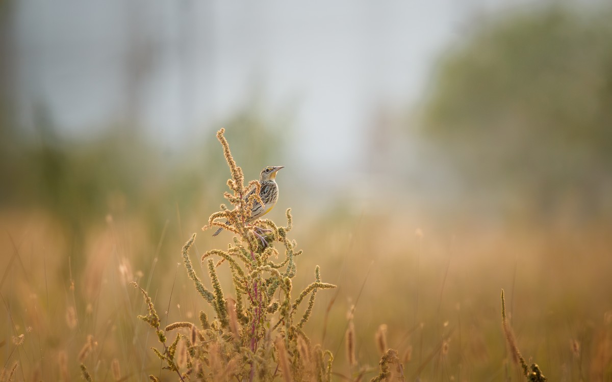 Western Meadowlark - ML645575315