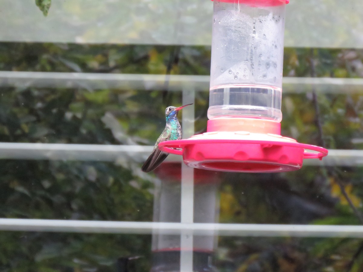 Broad-billed Hummingbird - ML645575319