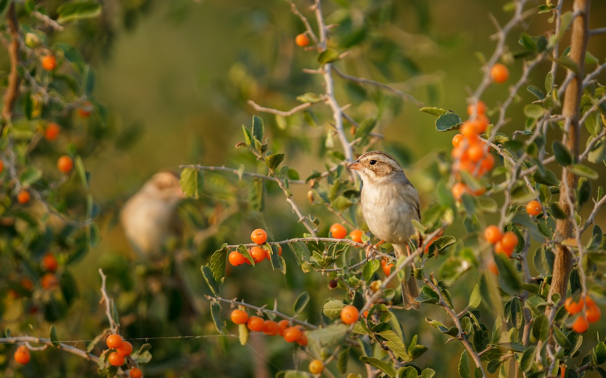 Clay-colored Sparrow - ML645575320