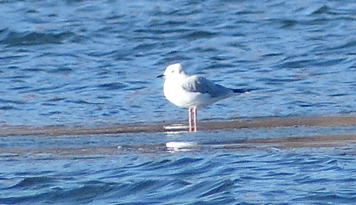 Gabbiano di Bonaparte - ML645575321