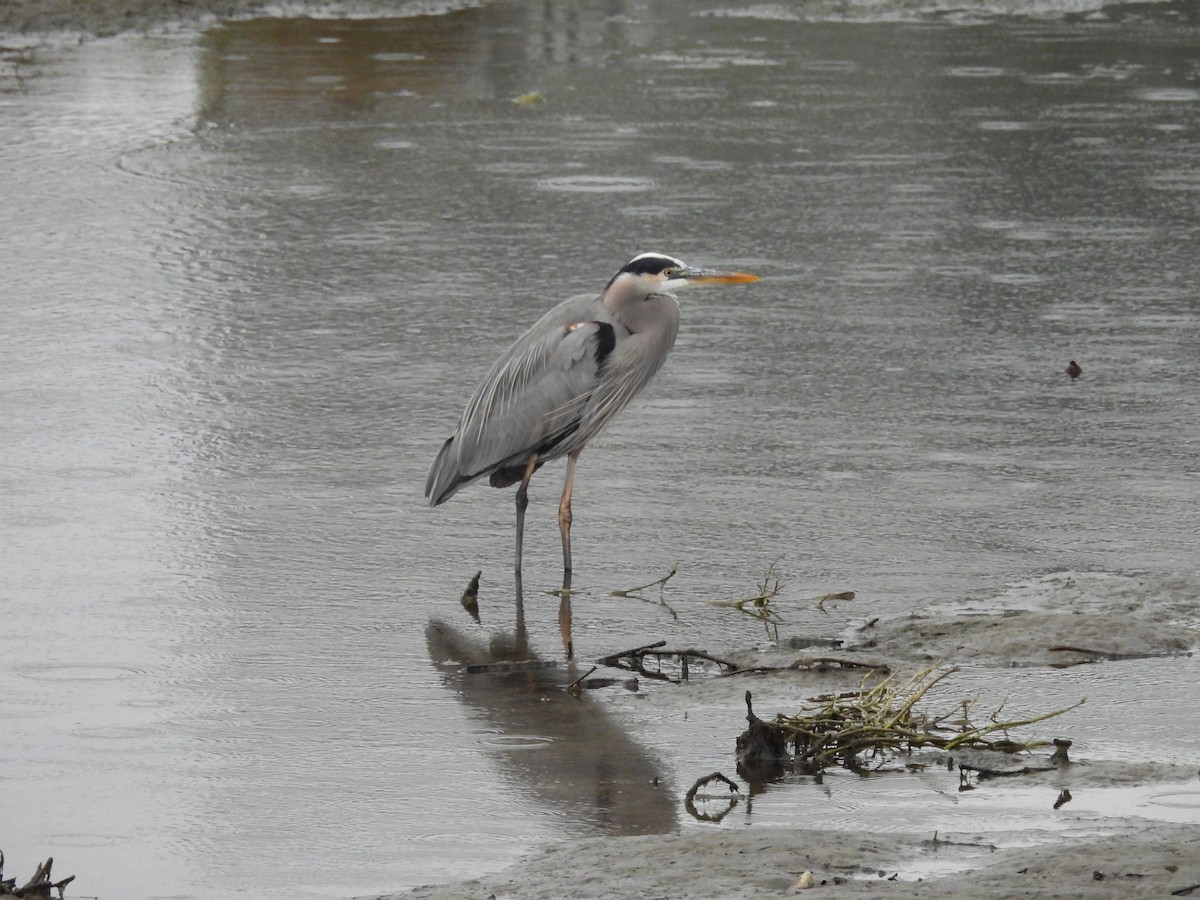 Great Blue Heron - ML645575324