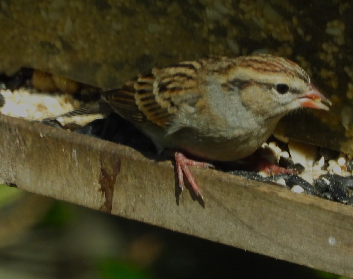 Chipping Sparrow - ML645575325