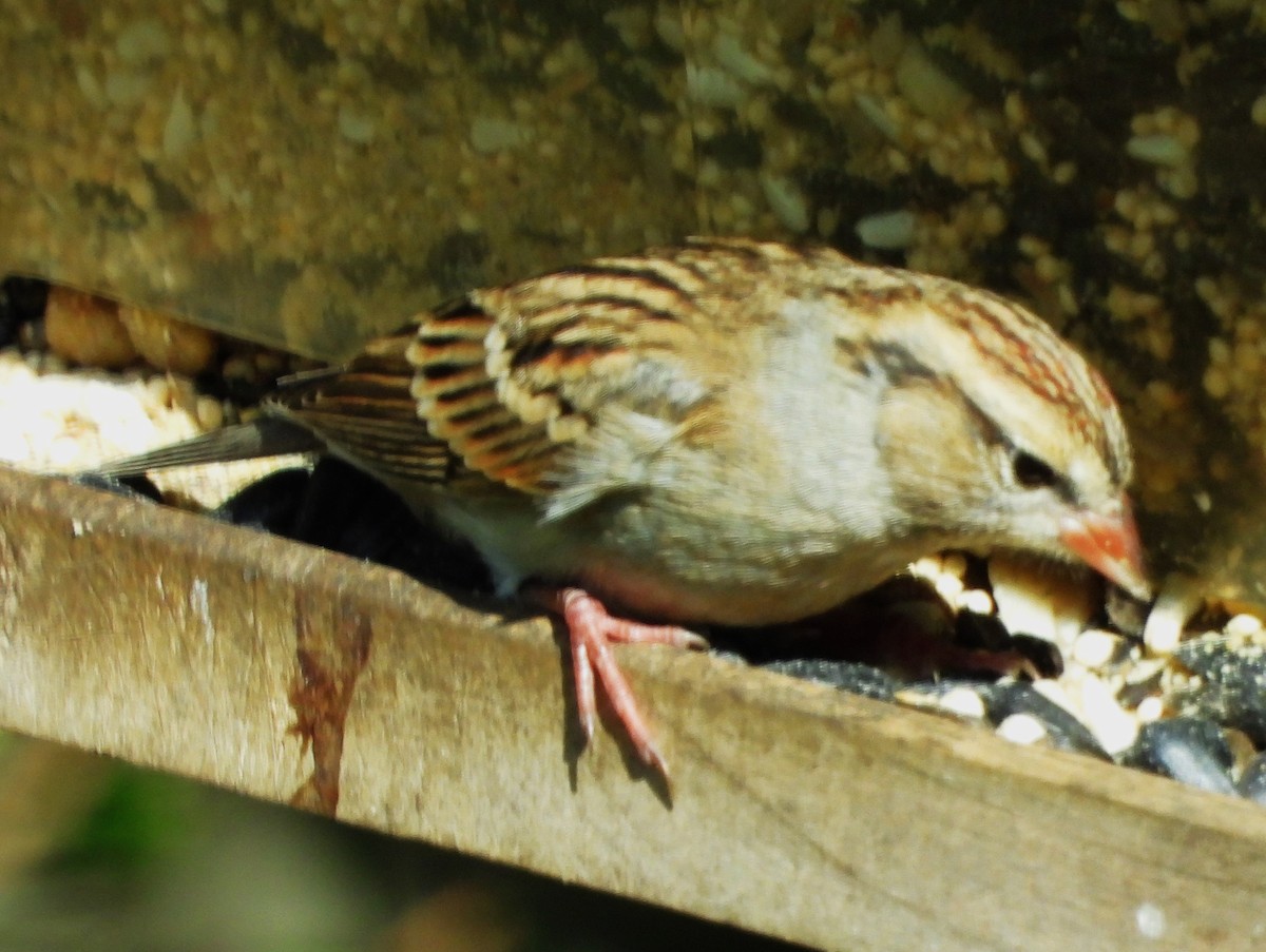 Chipping Sparrow - ML645575326