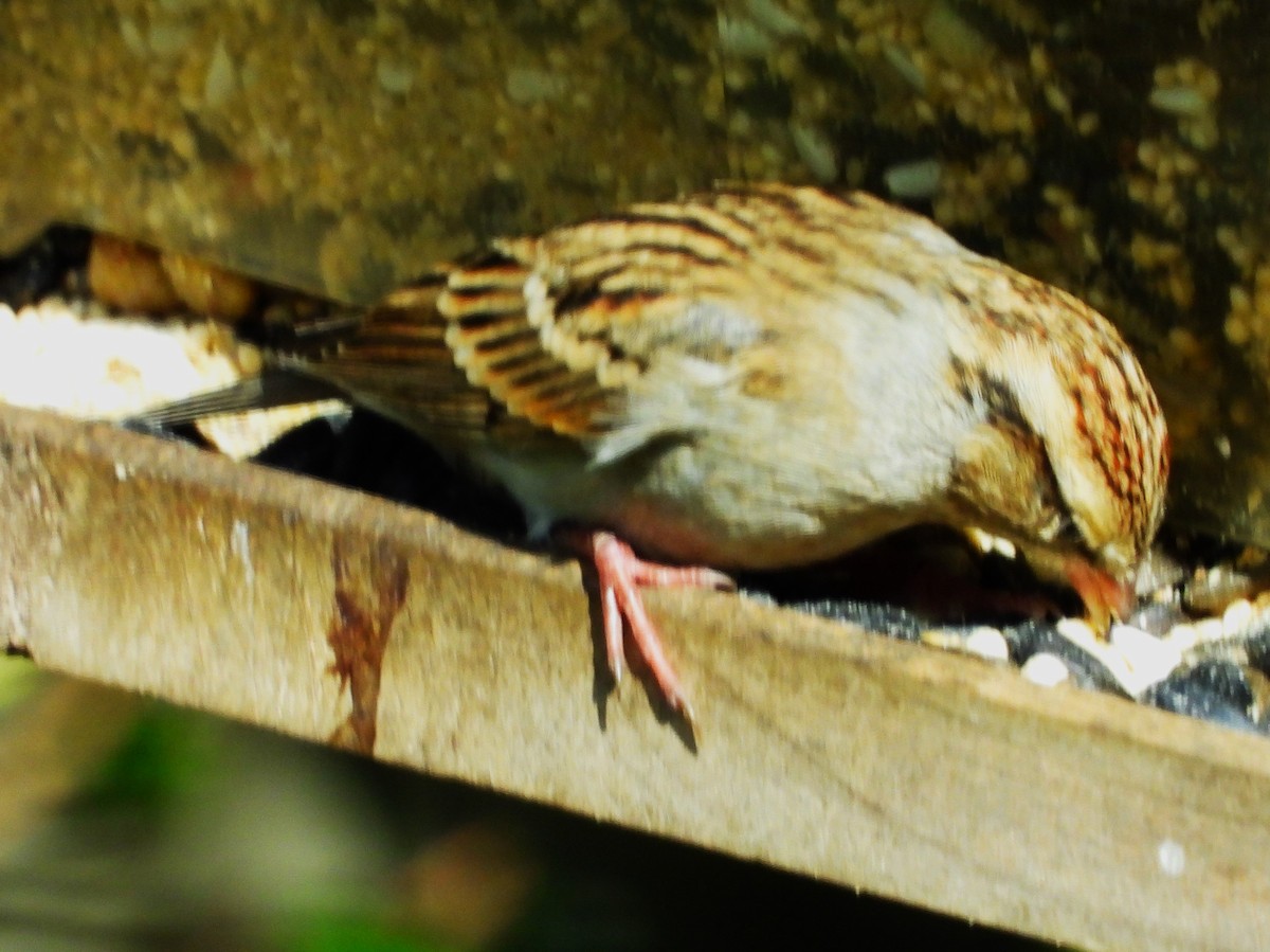 Chipping Sparrow - ML645575327