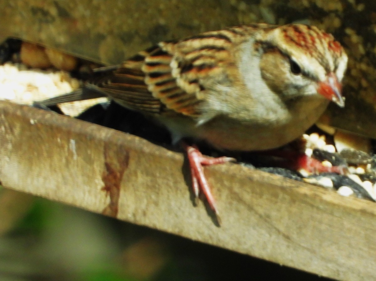Chipping Sparrow - ML645575328