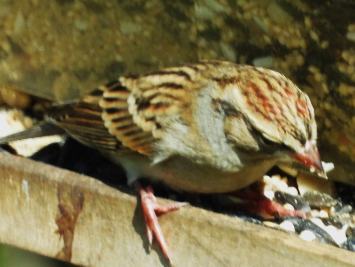 Chipping Sparrow - ML645575329
