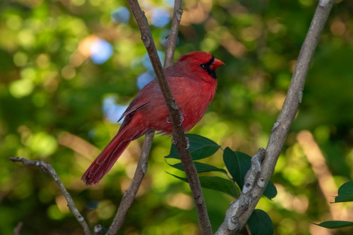 Northern Cardinal - ML645575330