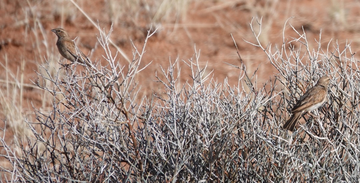 Lark-like Bunting - ML645575331